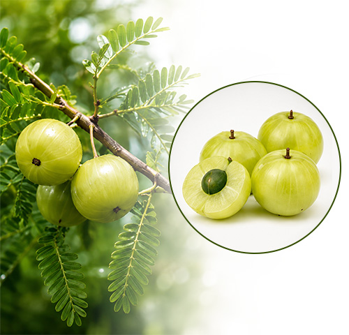 Amla Extract - Altair Hearing Centre