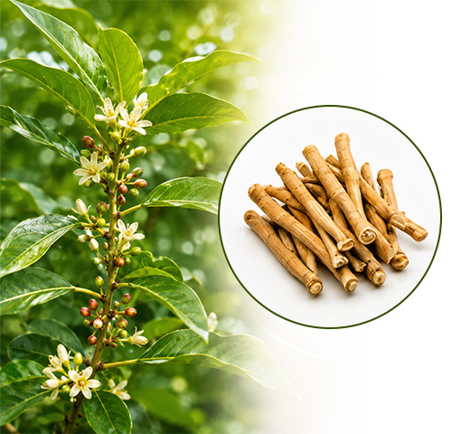 Ashwagandha Extract - Altair Hearing Centre