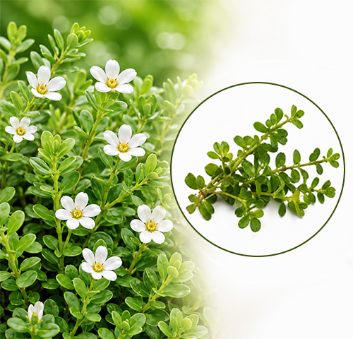 Bacopa Extract - Altair Hearing Centre