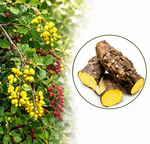 Berberis Extract - Altair Hearing Centre