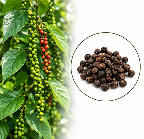 Black Pepper Extract - Altair Hearing Centre