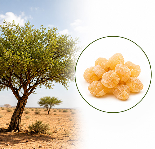 Boswellia Serrata Extract - Altair Hearing Centre