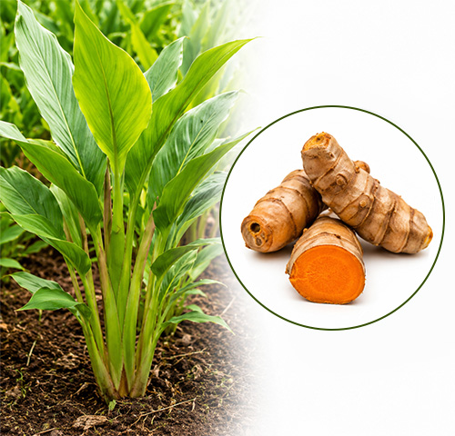 Curcumin Extract - Altair Hearing Centre