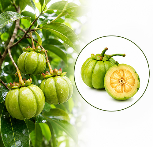 Garcinia Extract - Altair Hearing Centre